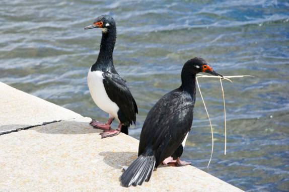 Pássaros Rock Shags em Port Stanley, capital de Falkland (foto de Ken Haley)